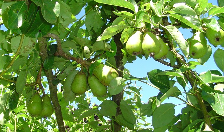 some leaves on a tree and many green fruit hanging from it