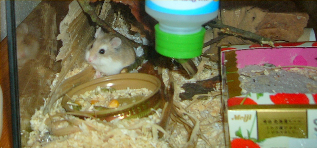 a hamster is eating food from a bowl