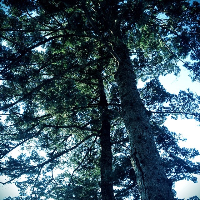 a view looking up at tall pine trees