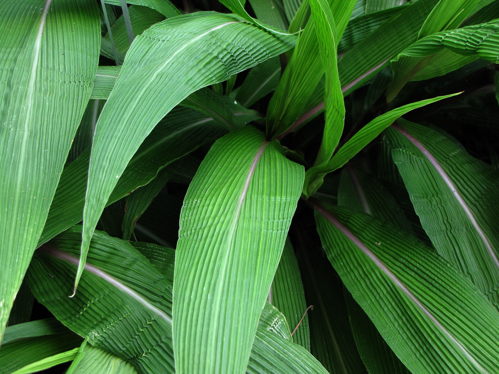 close up of leaves and stems of a green plant