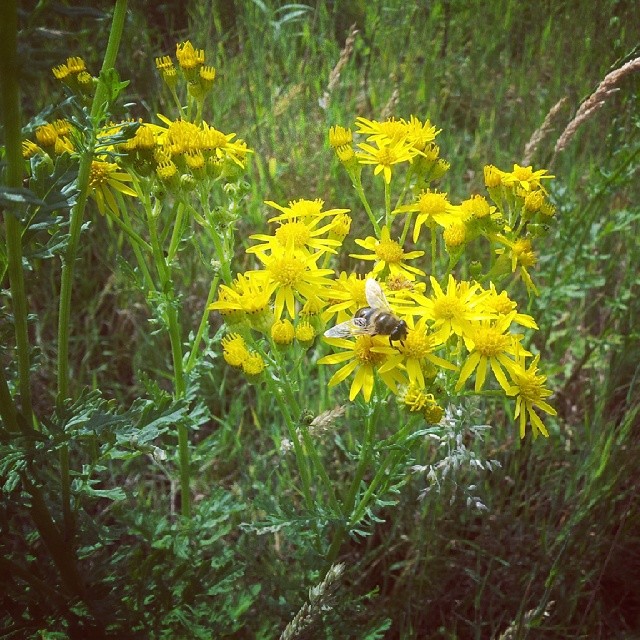 many yellow flowers in the field with grass