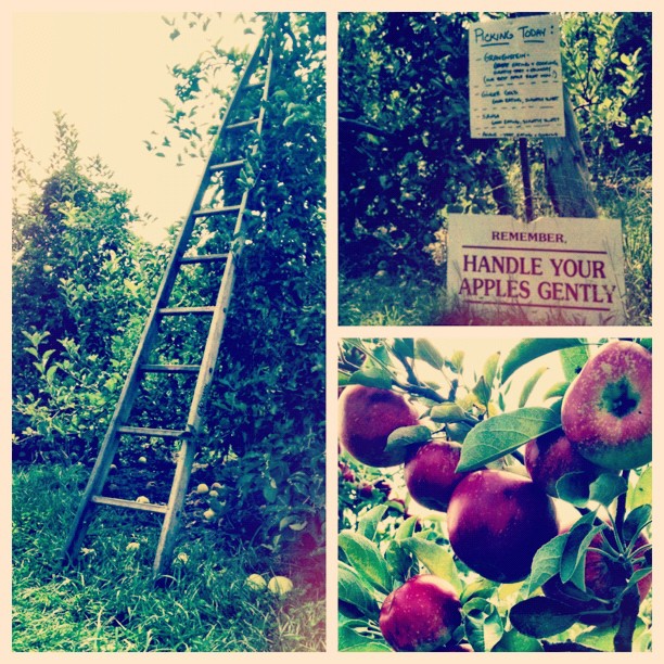 some fruits are growing on a tree, apples are climbing and a sign in the grass