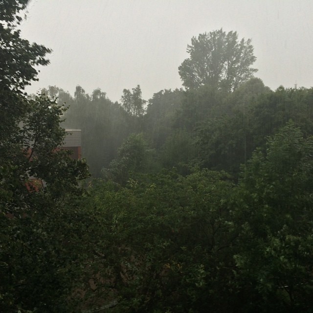 several trees in the rain, in a large open area