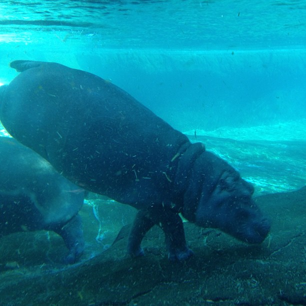 a hippopotamus in water beneath the surface