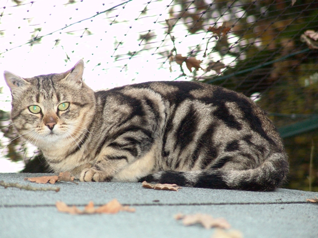 the cat is laying on the roof next to leaves