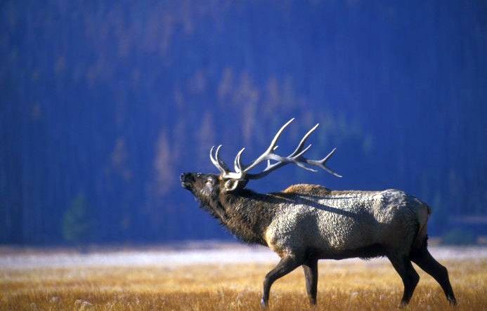 the large elk has very sharp antlers on it