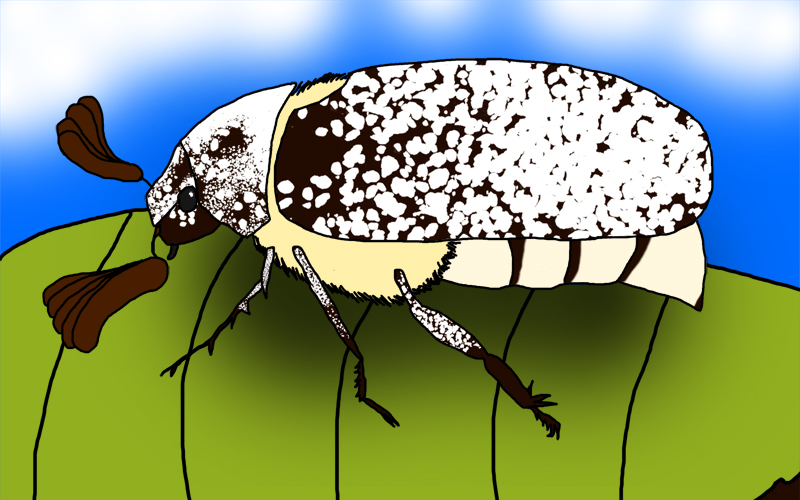 a drawing of a bug crawling on a plant