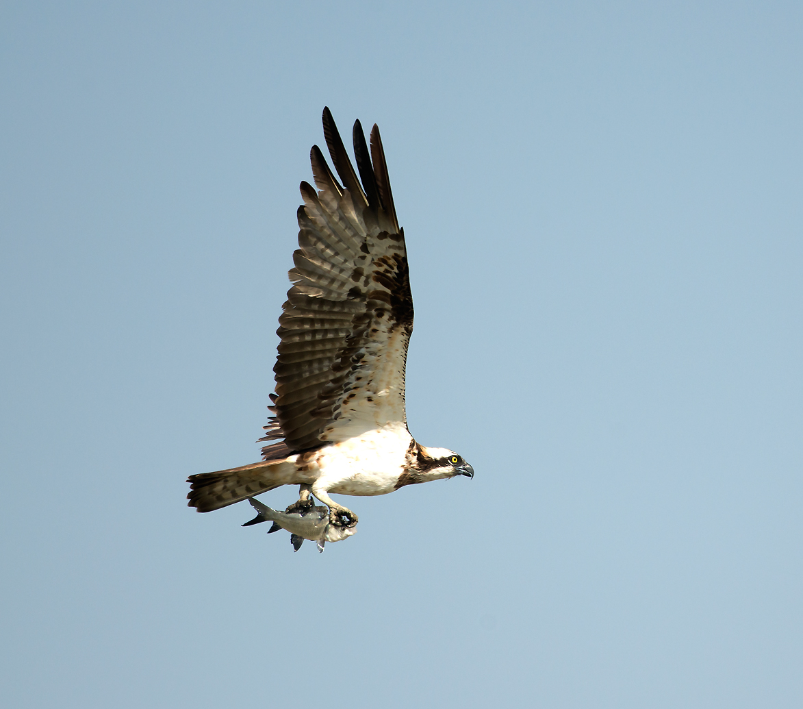 an osprea flying high in the sky with its meal in it's beak