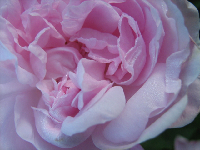 an image of close up of a pink flower