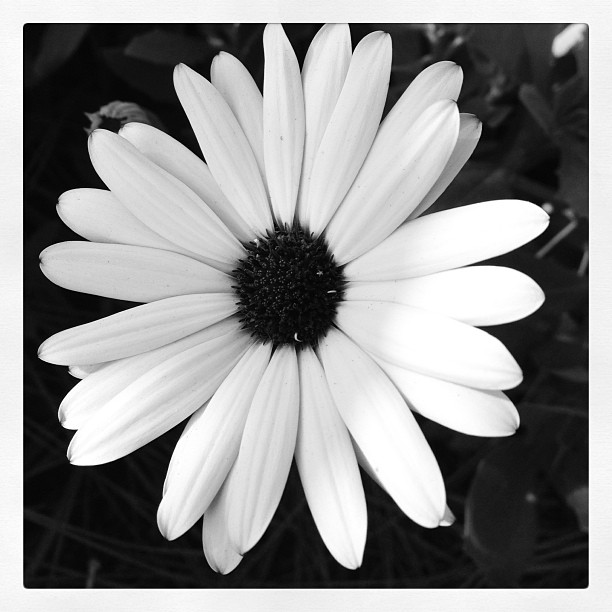 black and white pograph of a flower that has been colored white