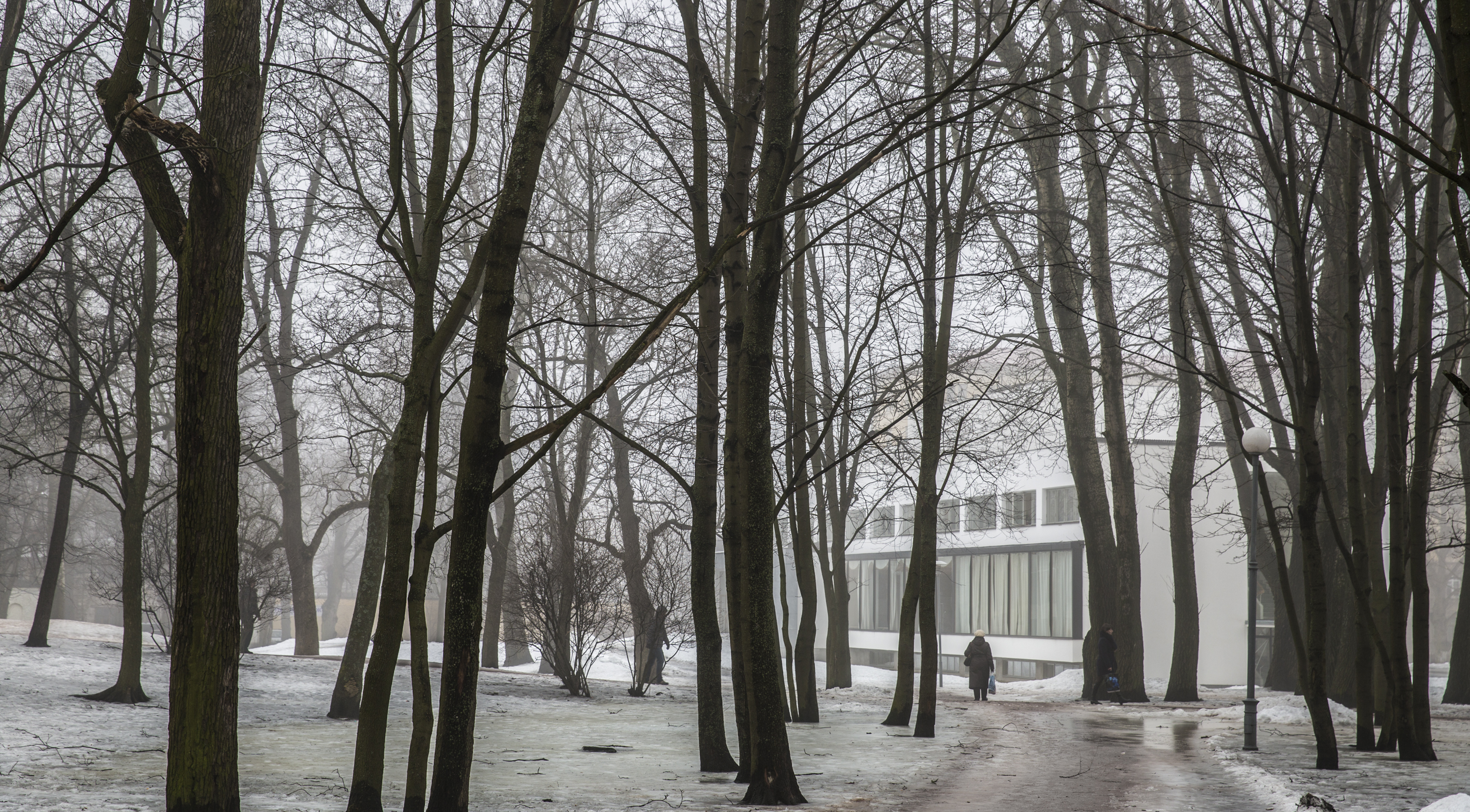 an image of a snowy forest scene with lots of trees