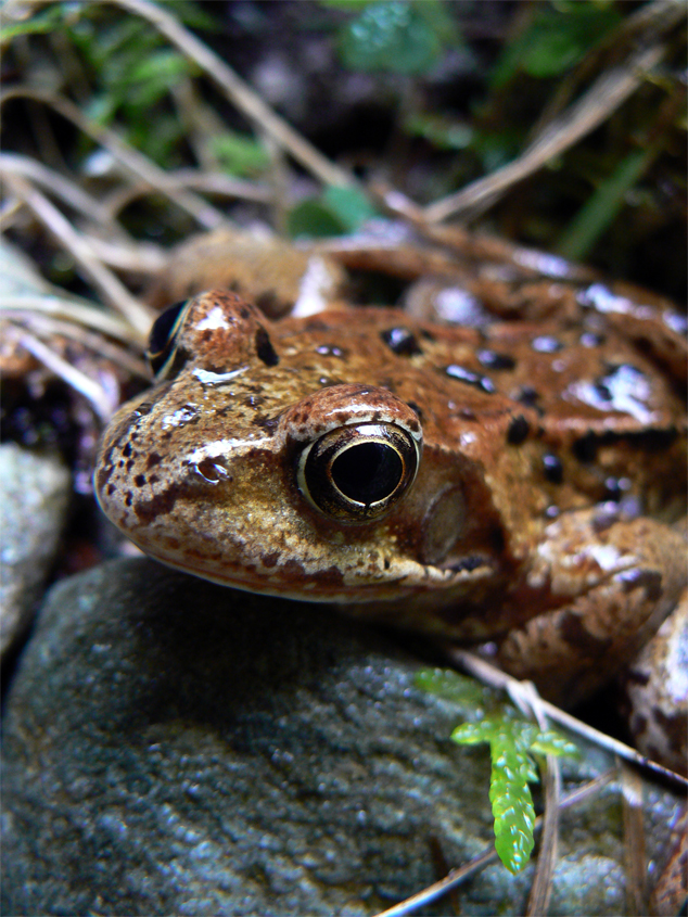 a close - up view of a toad with large eyes