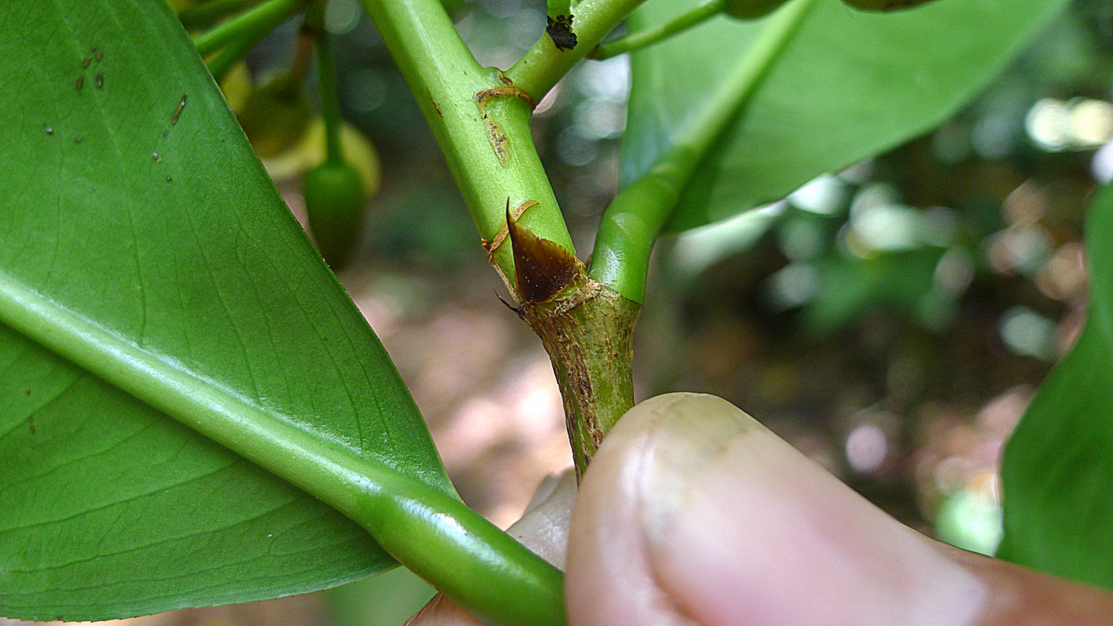 a person's fingers picking up a stem with a lot of green leaves