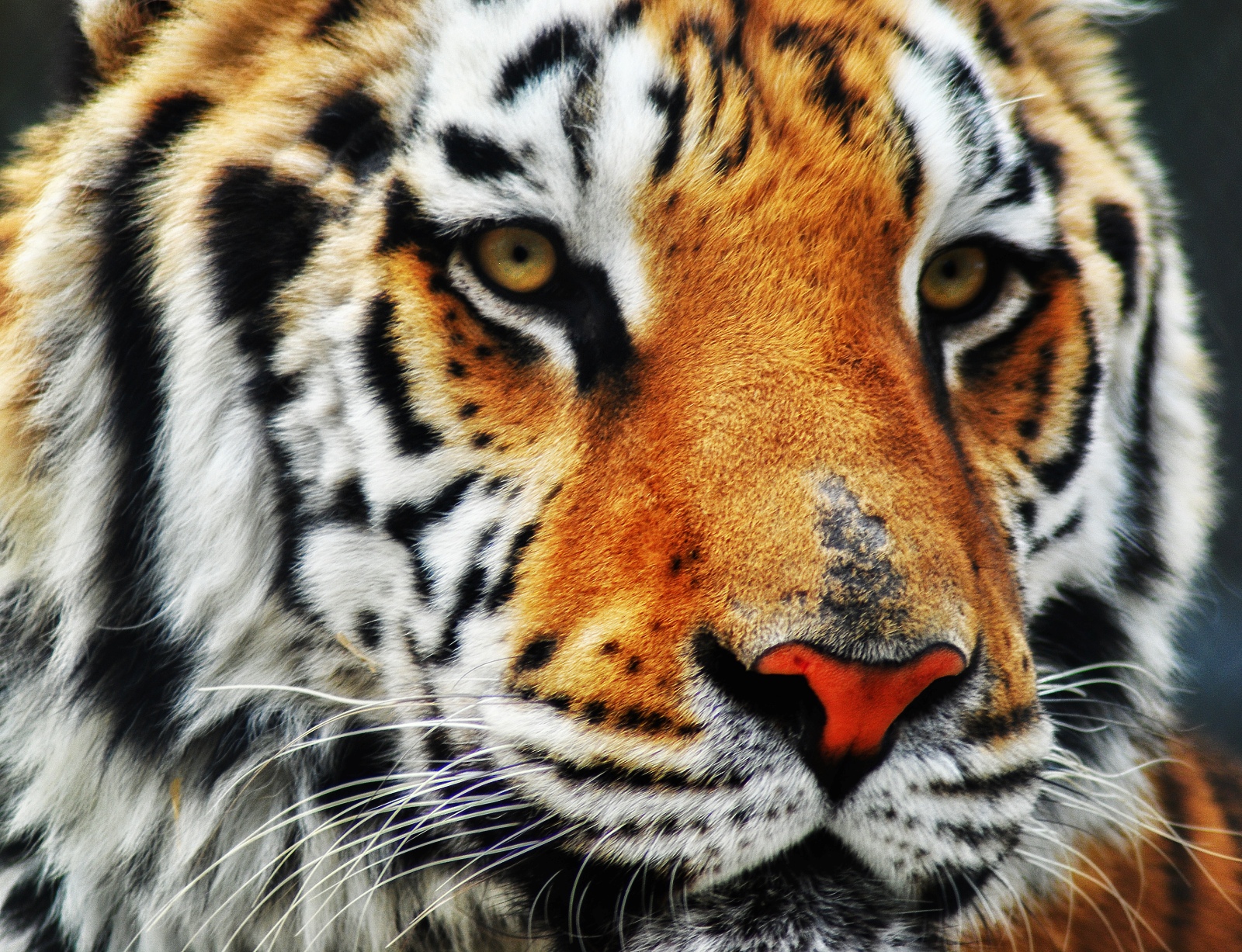 a tiger with an interesting orange and black face