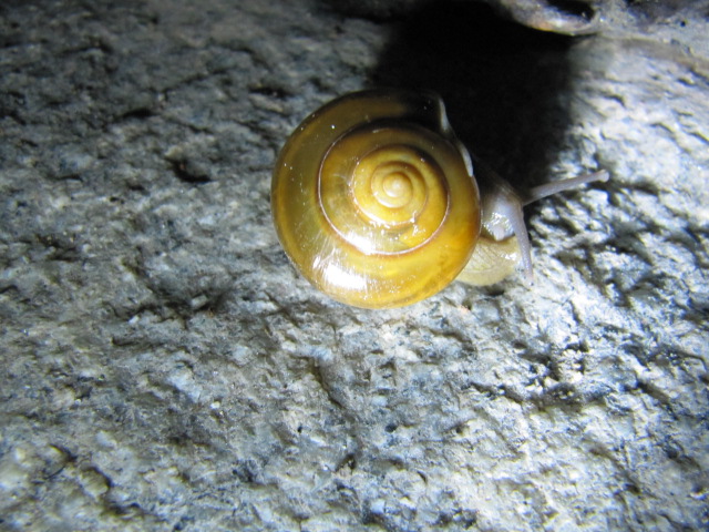 a snail sitting on top of some rocks