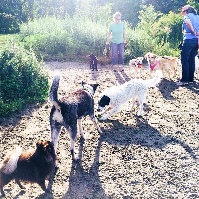 dogs in a row, all different colored, standing next to each other on the dirt field