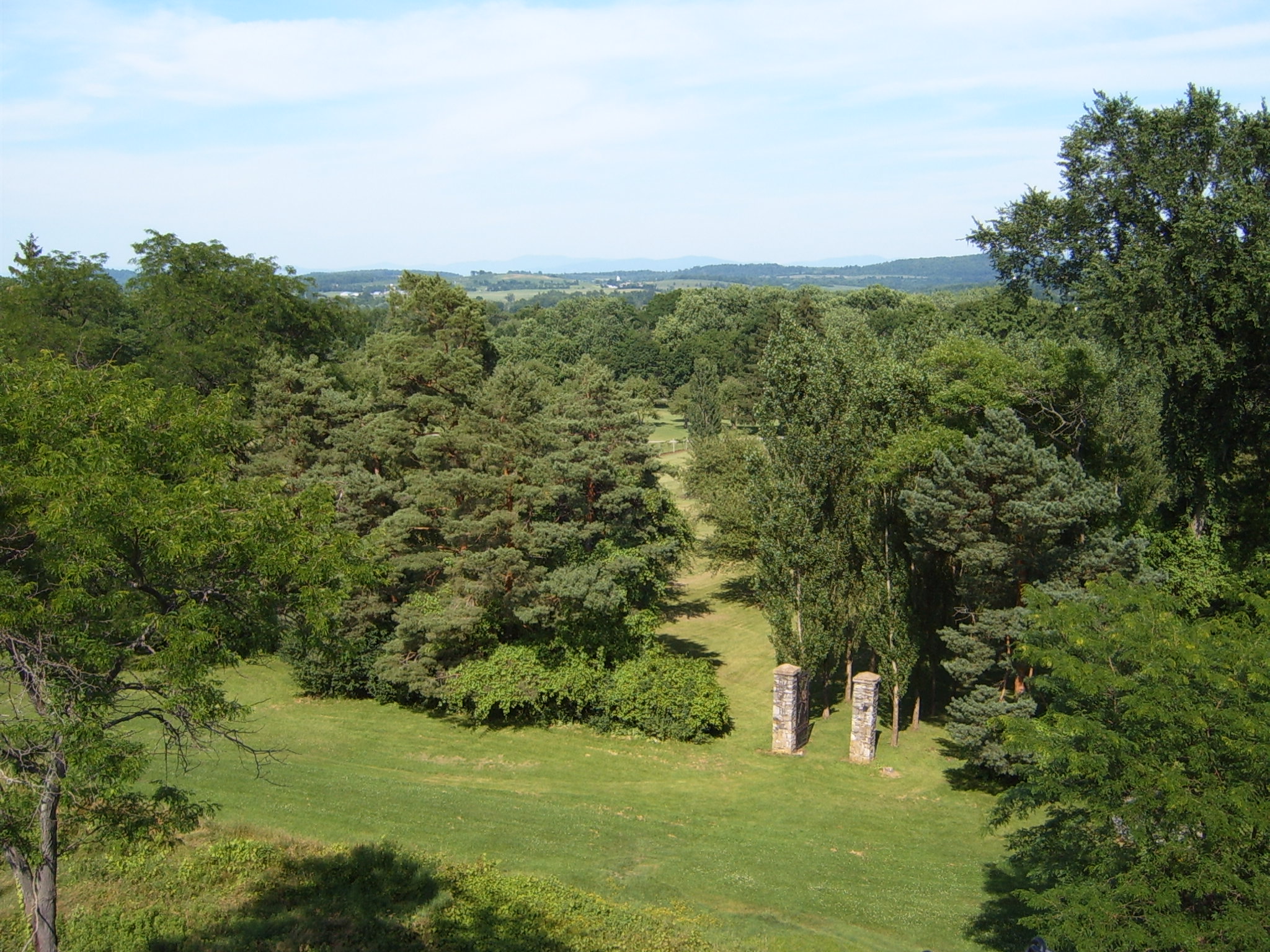 the trees have leaves in a large forest