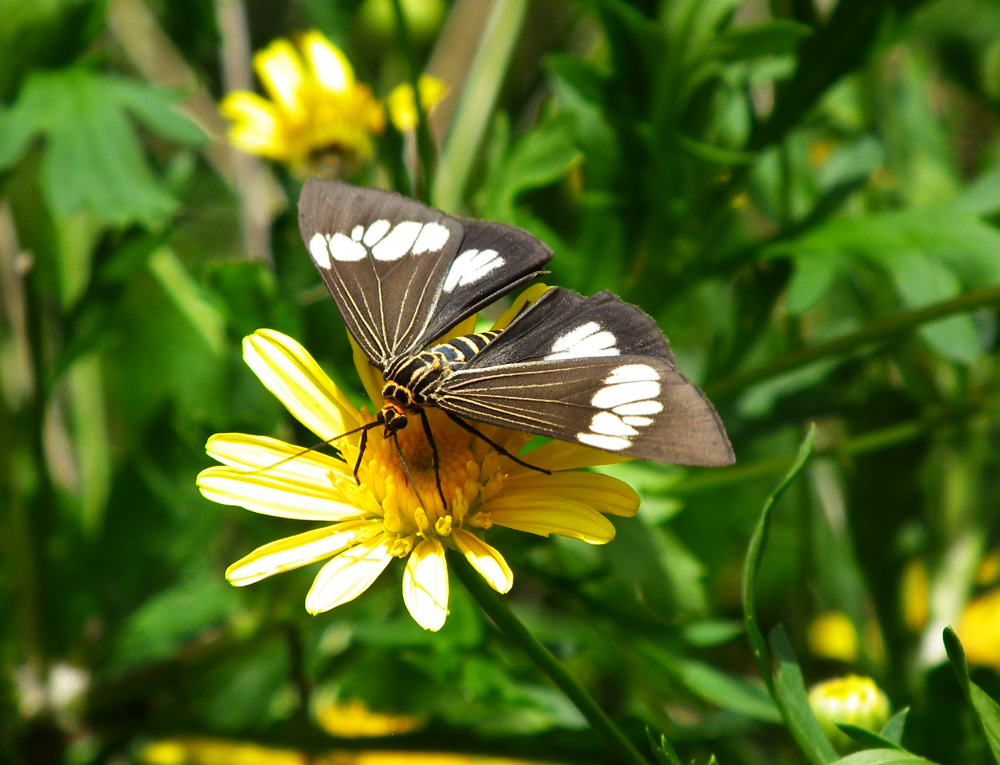 a moth rests on the nectar of a flower