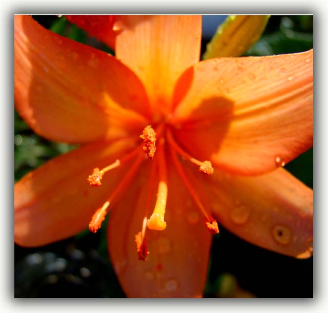 an orange flower with water drops on it