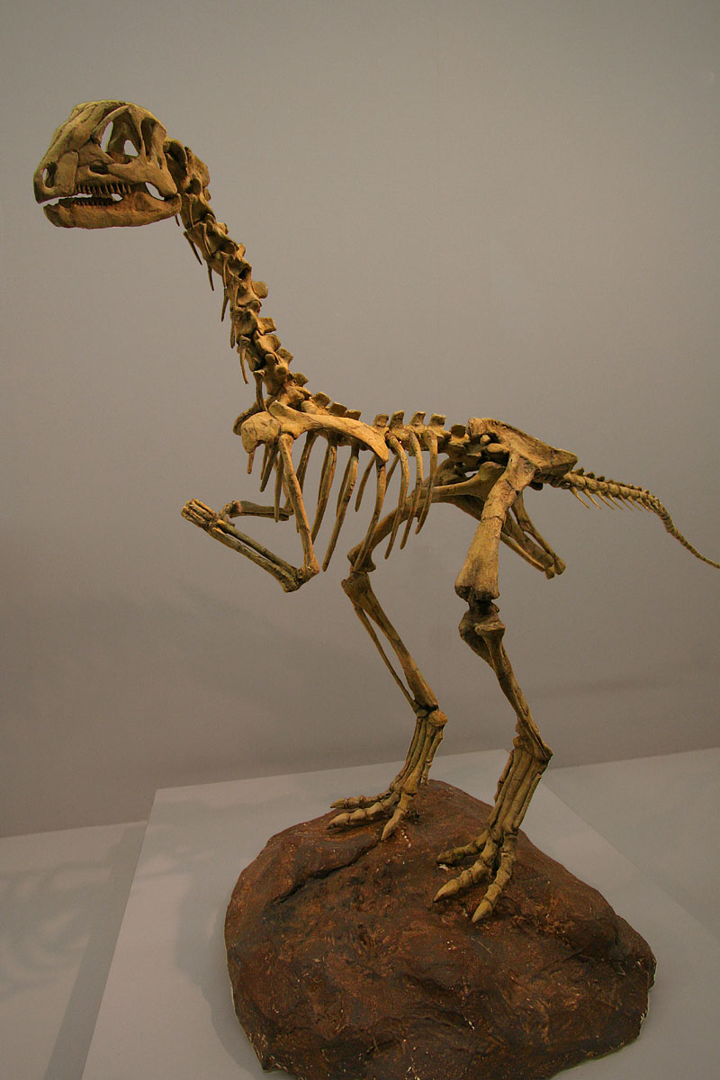 a skeleton of a velocillosaurus dinosaur