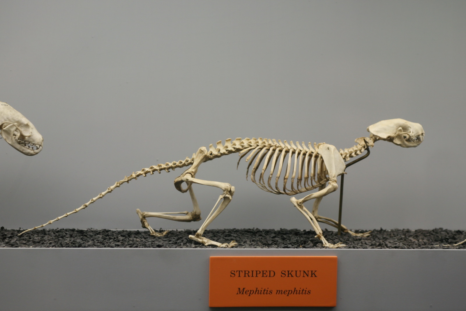 the skeleton of a skeleton is shown in this image