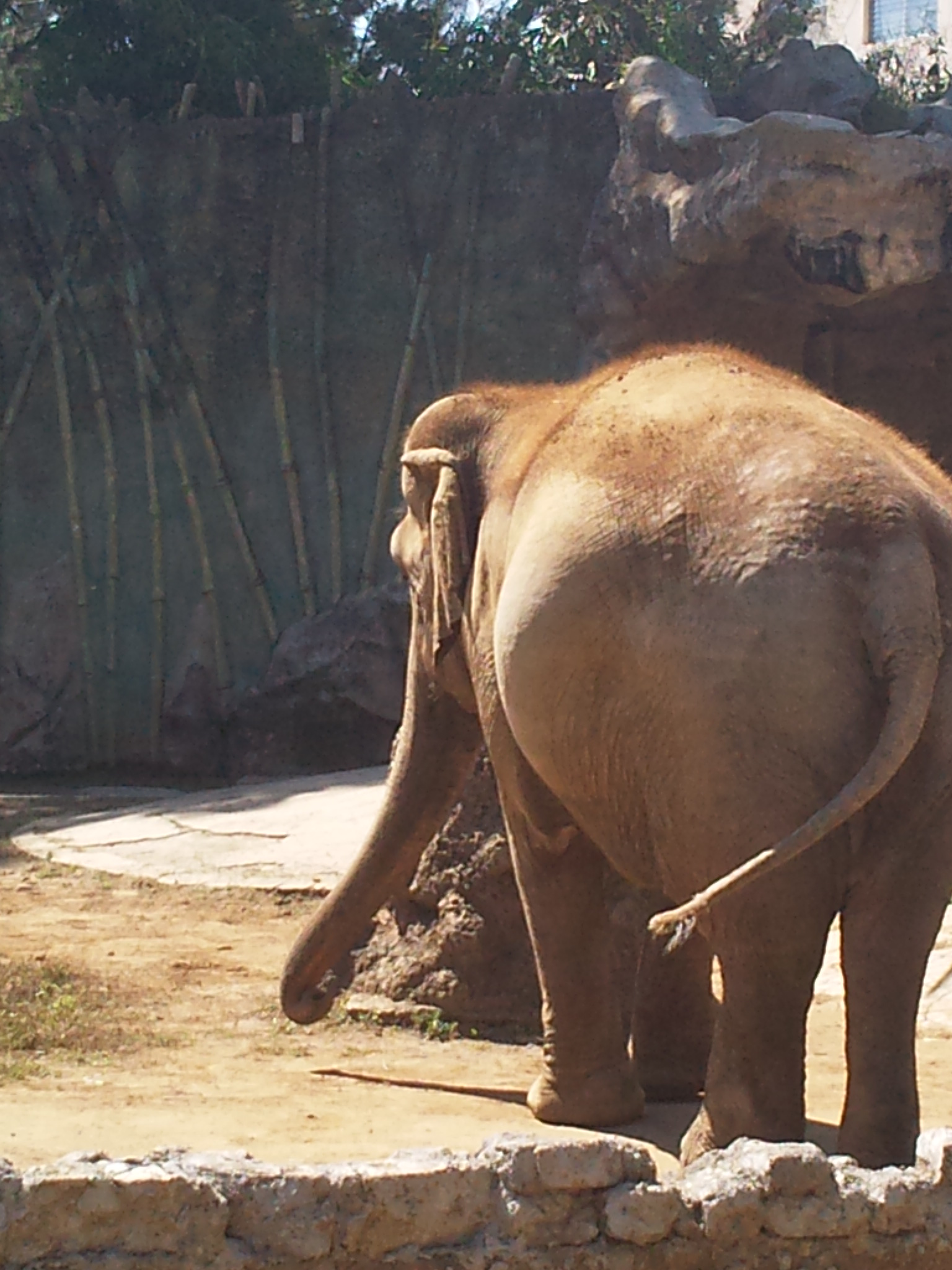 an elephant is standing near a rock wall