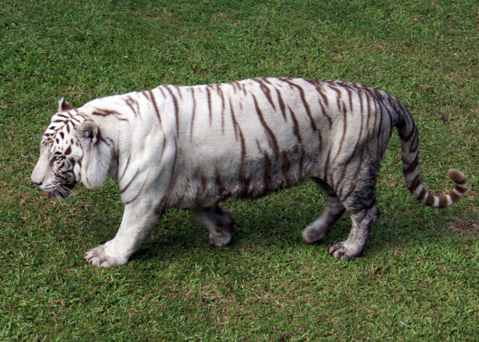 a white tiger walking on some green grass