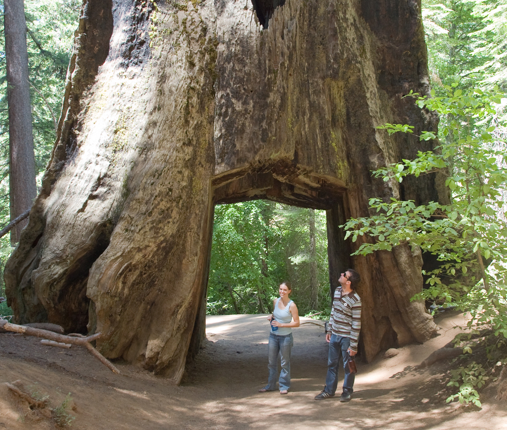 a couple of people standing in front of a large tree