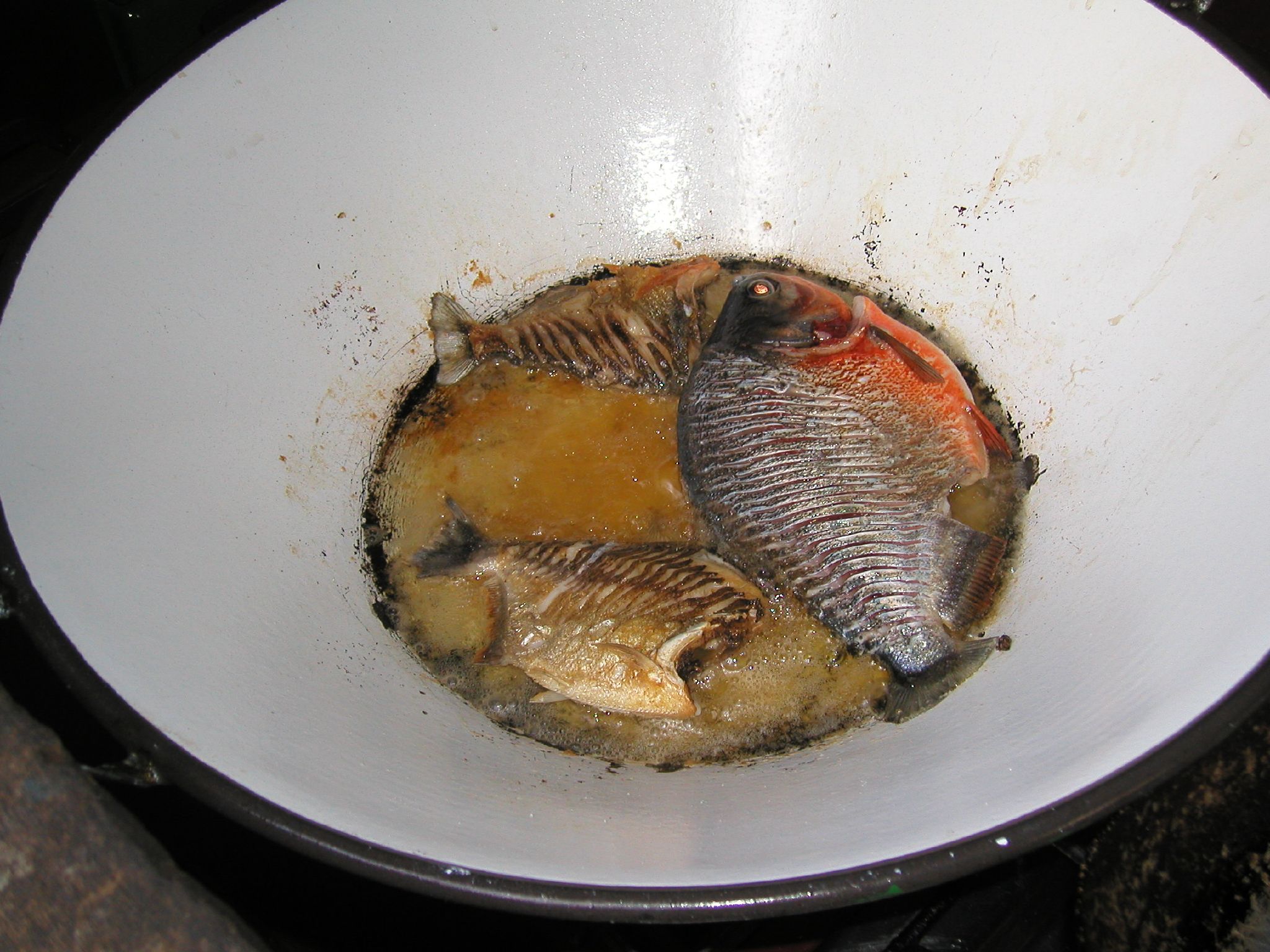 three dead fish floating in a white bowl