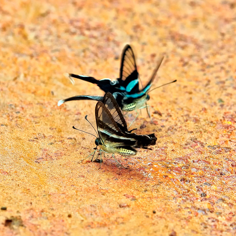 a couple of colorful flies flying over the dirt