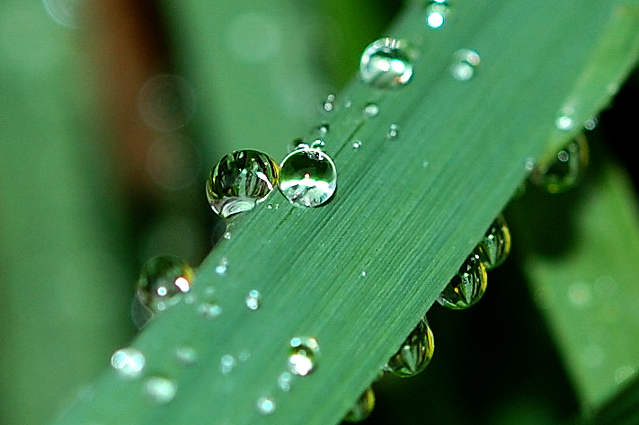 water droplets hanging off a green blade of grass