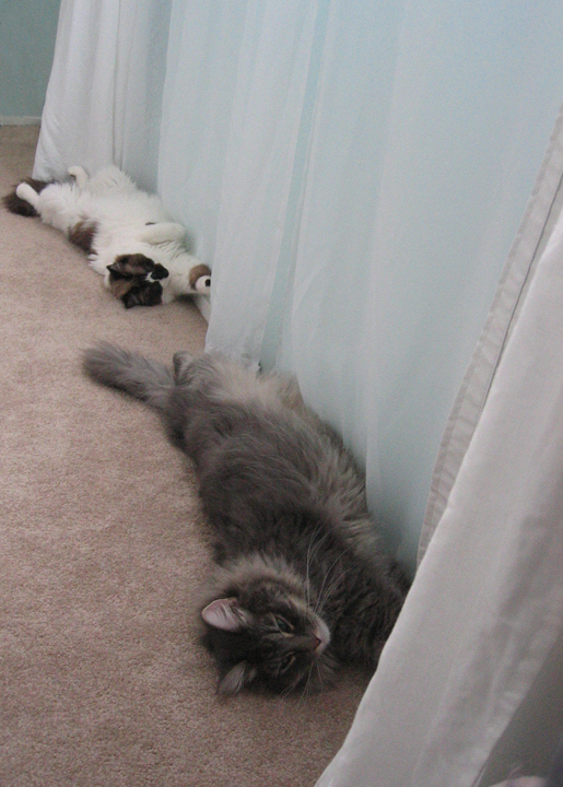two cats lying on their back in front of curtains