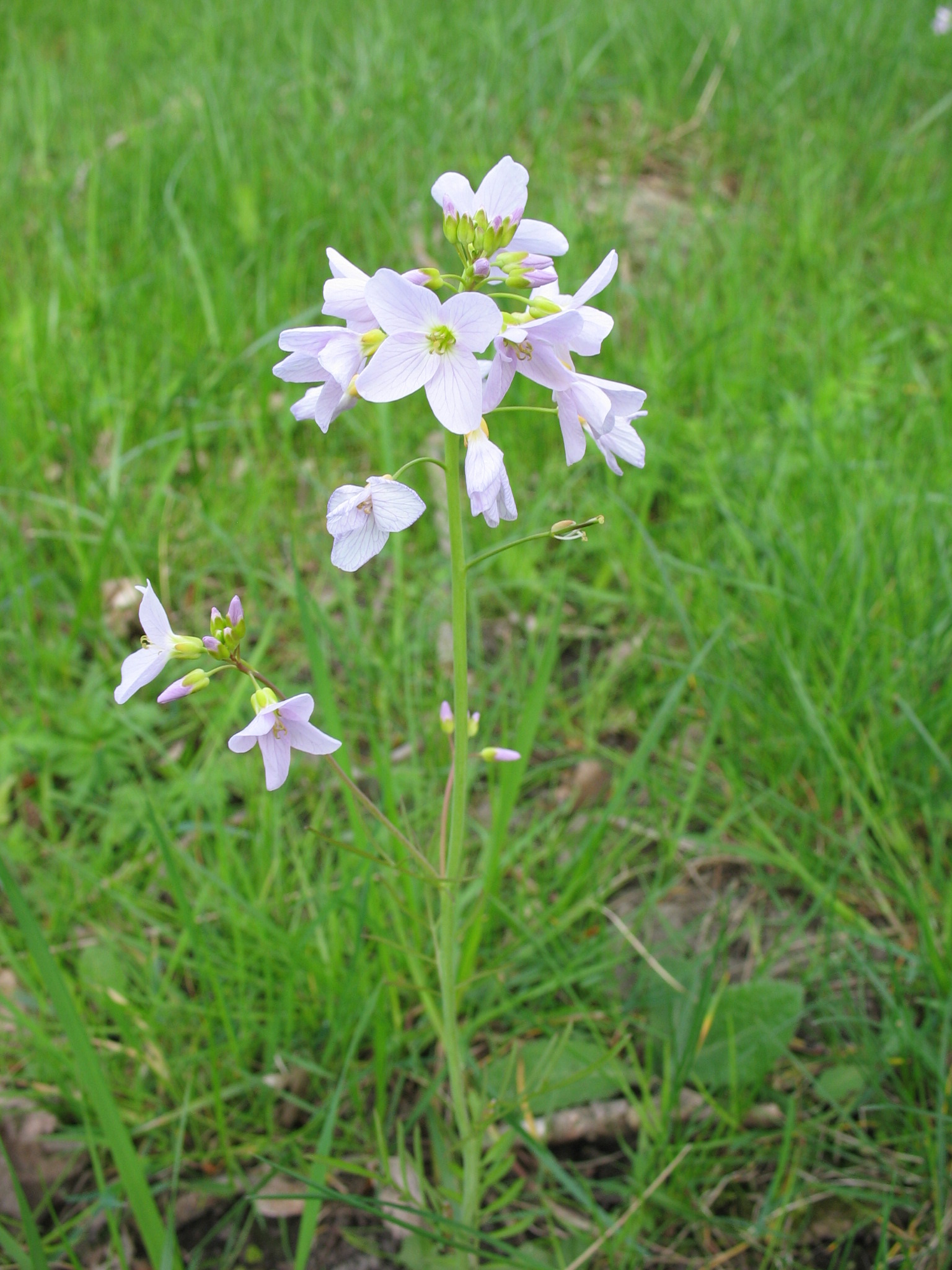 an image of some flowers that are in the grass