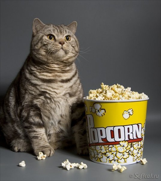 a striped cat sitting next to a bucket of popcorn