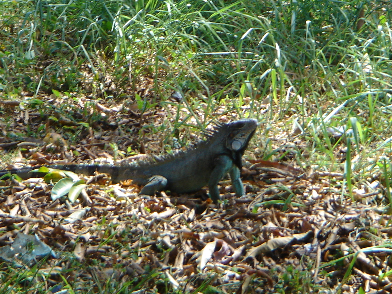 an iguan eating soing in the grass