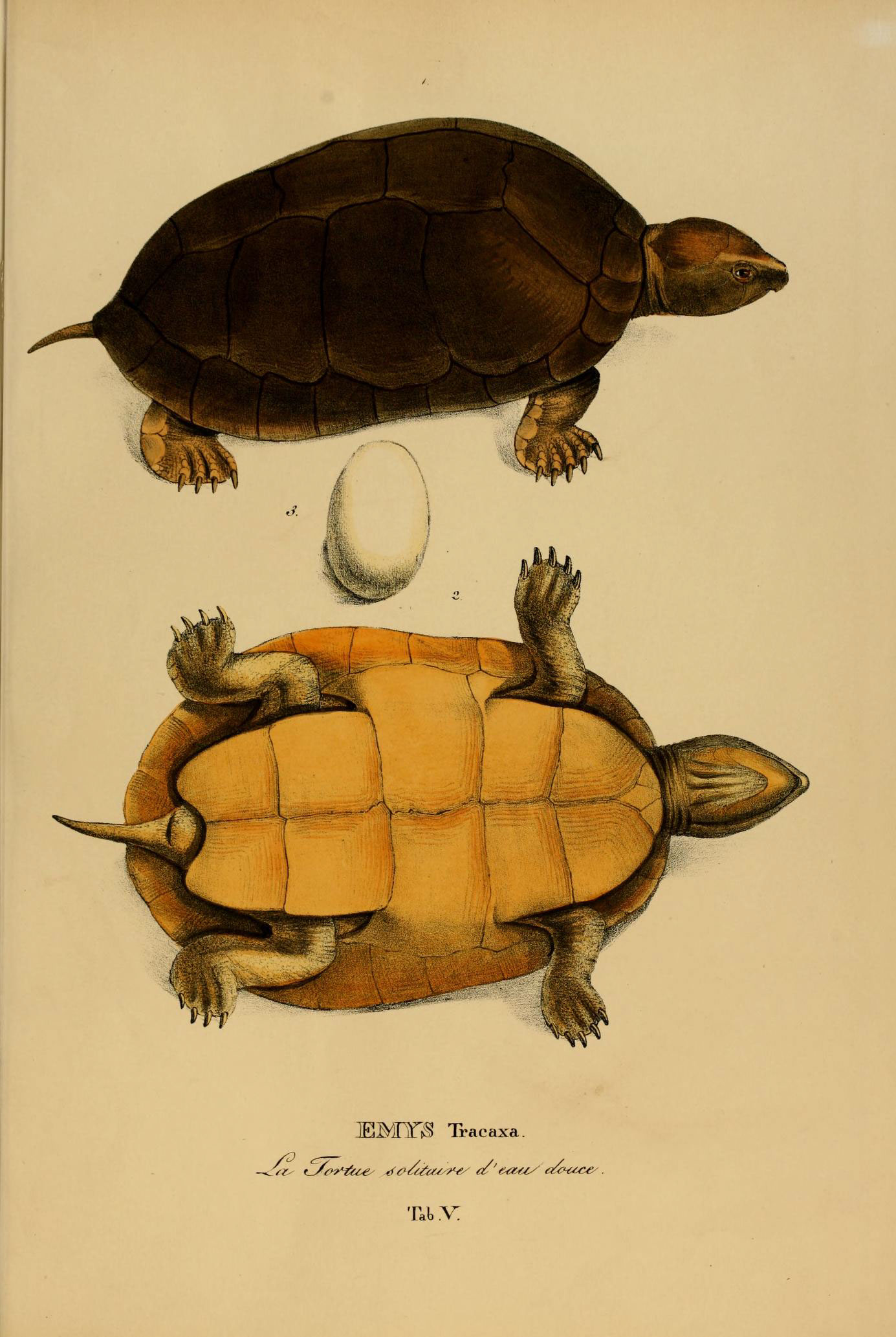 a drawing of a turtle and tortoise are suspended upside down