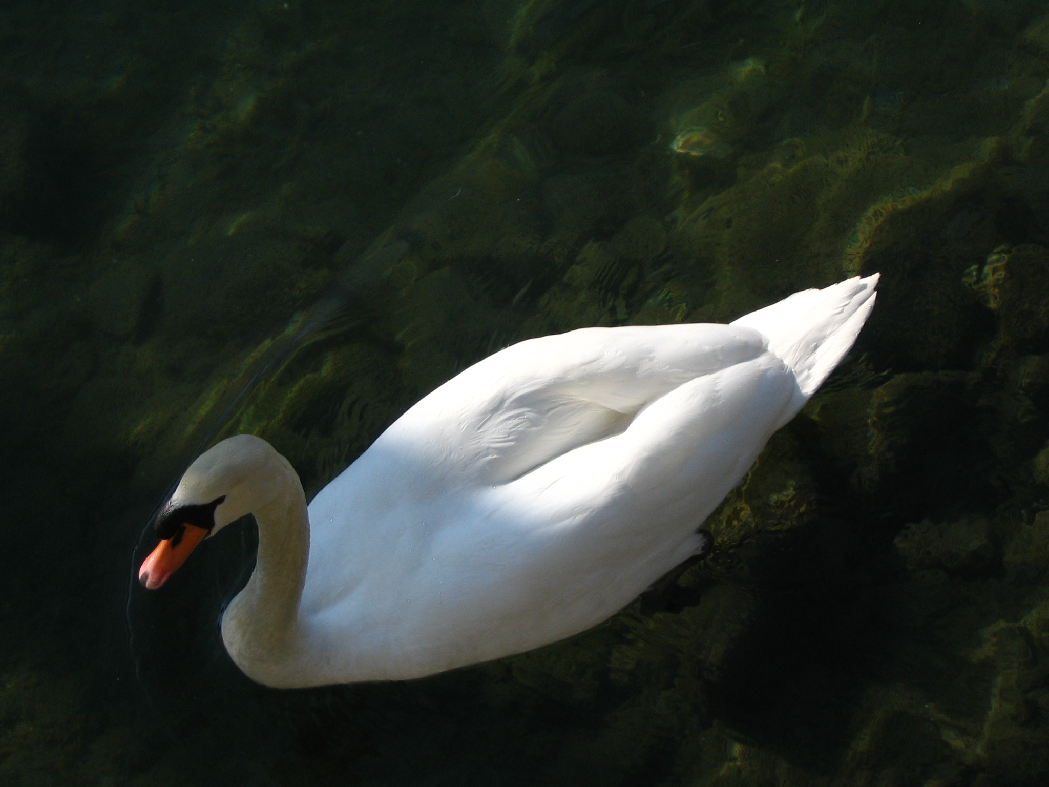 a white swan is floating on water and is looking for food