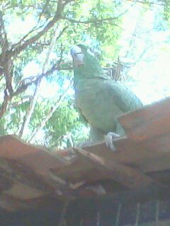 a parrot is perched on a roof, with trees and plants around it