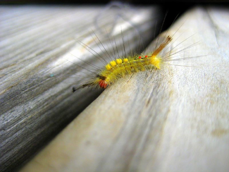 a yellow and red insect sitting on a piece of wood