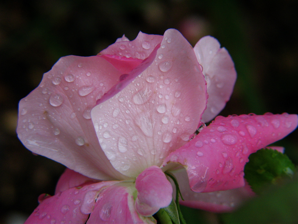 pink flower covered in water droplets with dark background