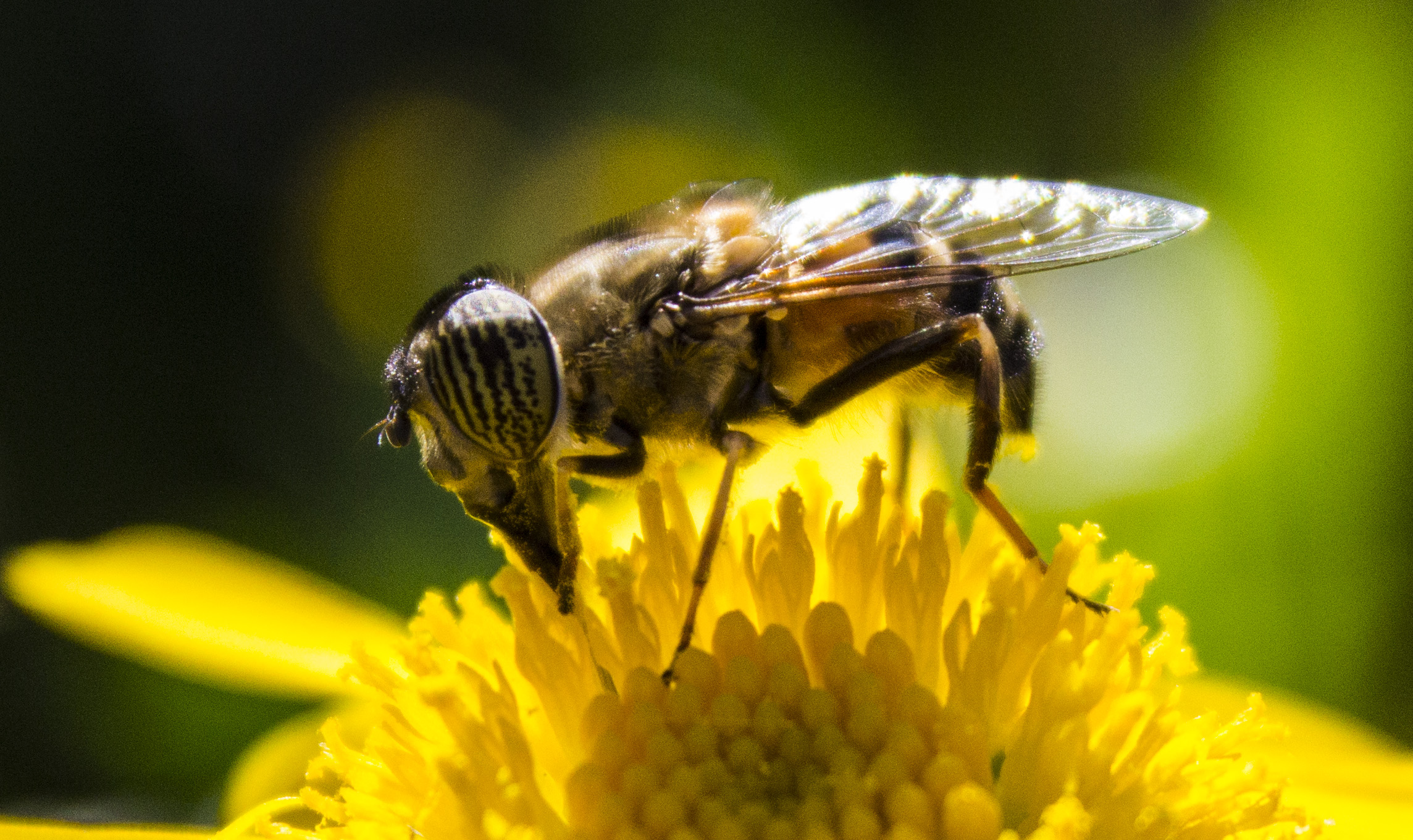 a close up of the bee on the flower