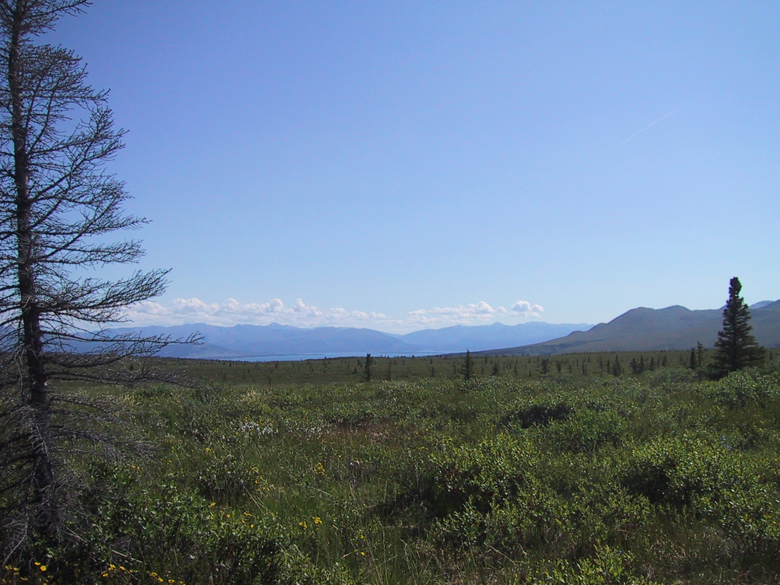 there is a field with trees and mountains in the background