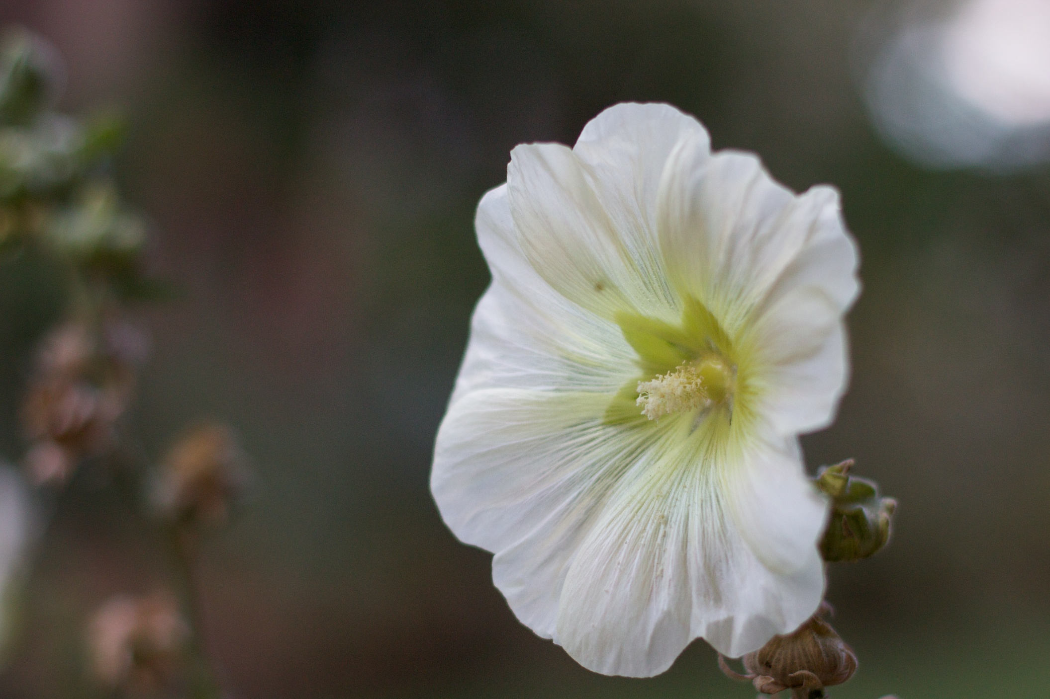 a white flower with a yellow center, is blooming