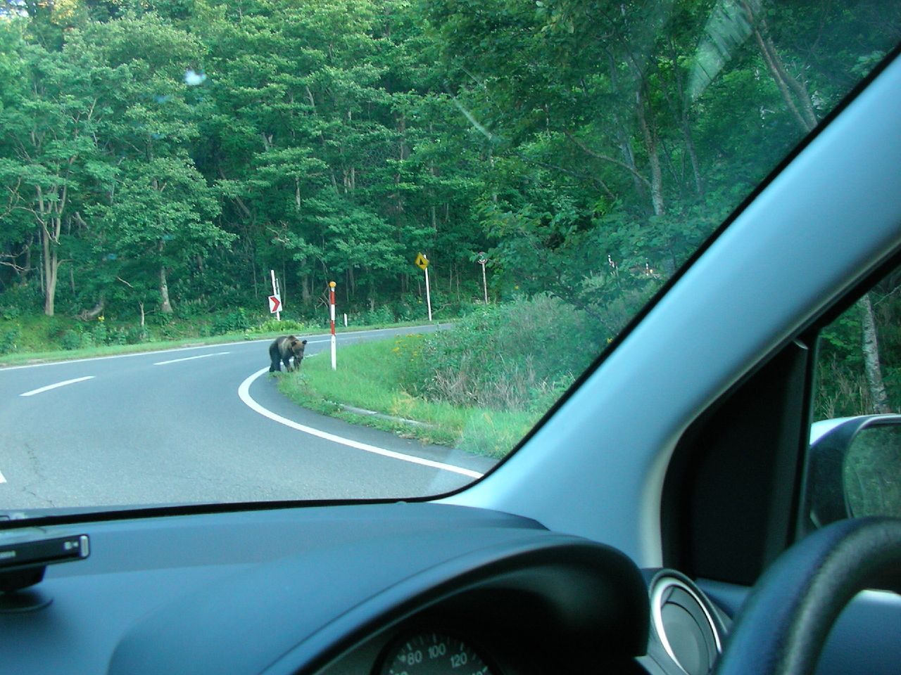 a cow standing on the side of a road next to trees