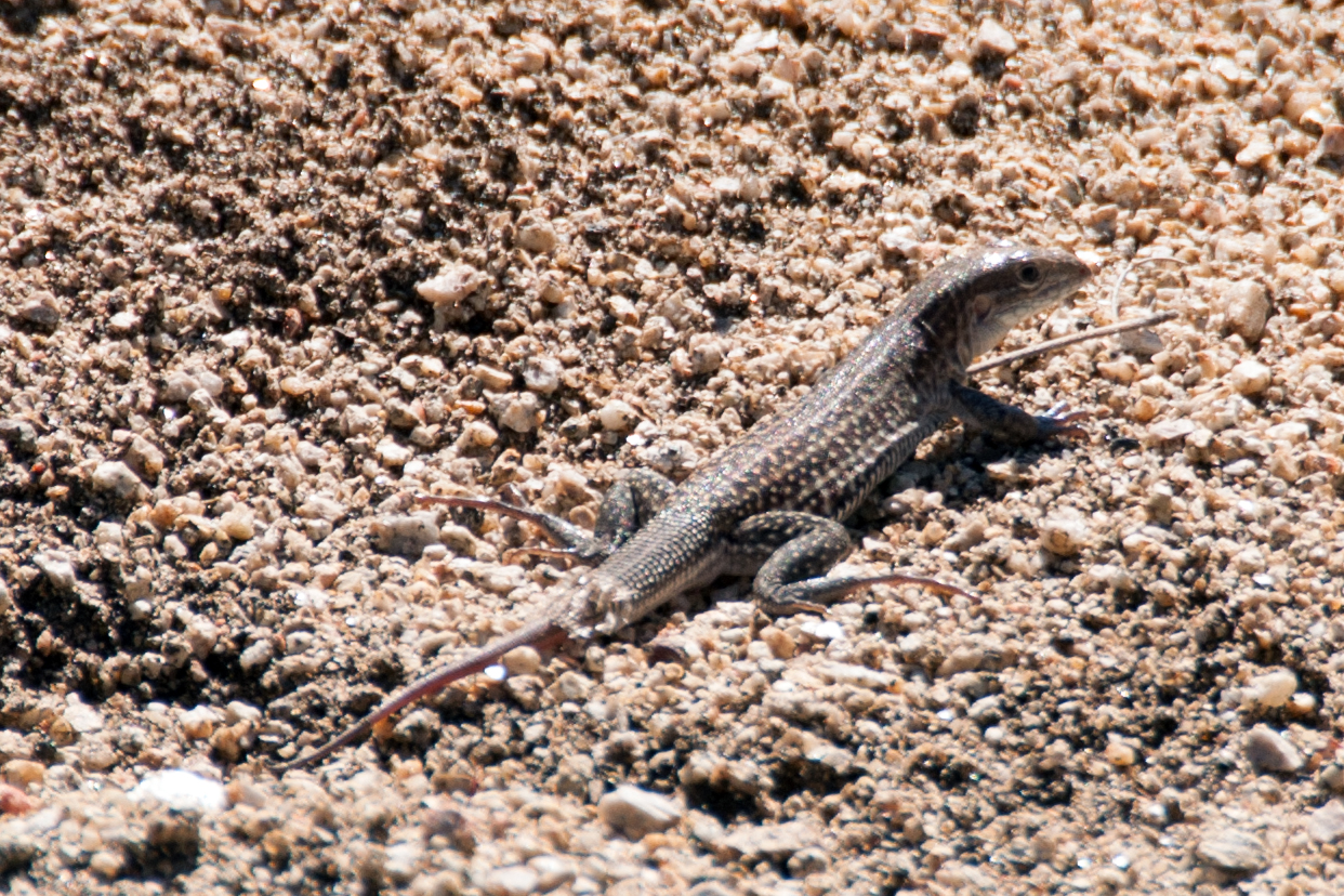 an lizard is sitting on the ground among rocks