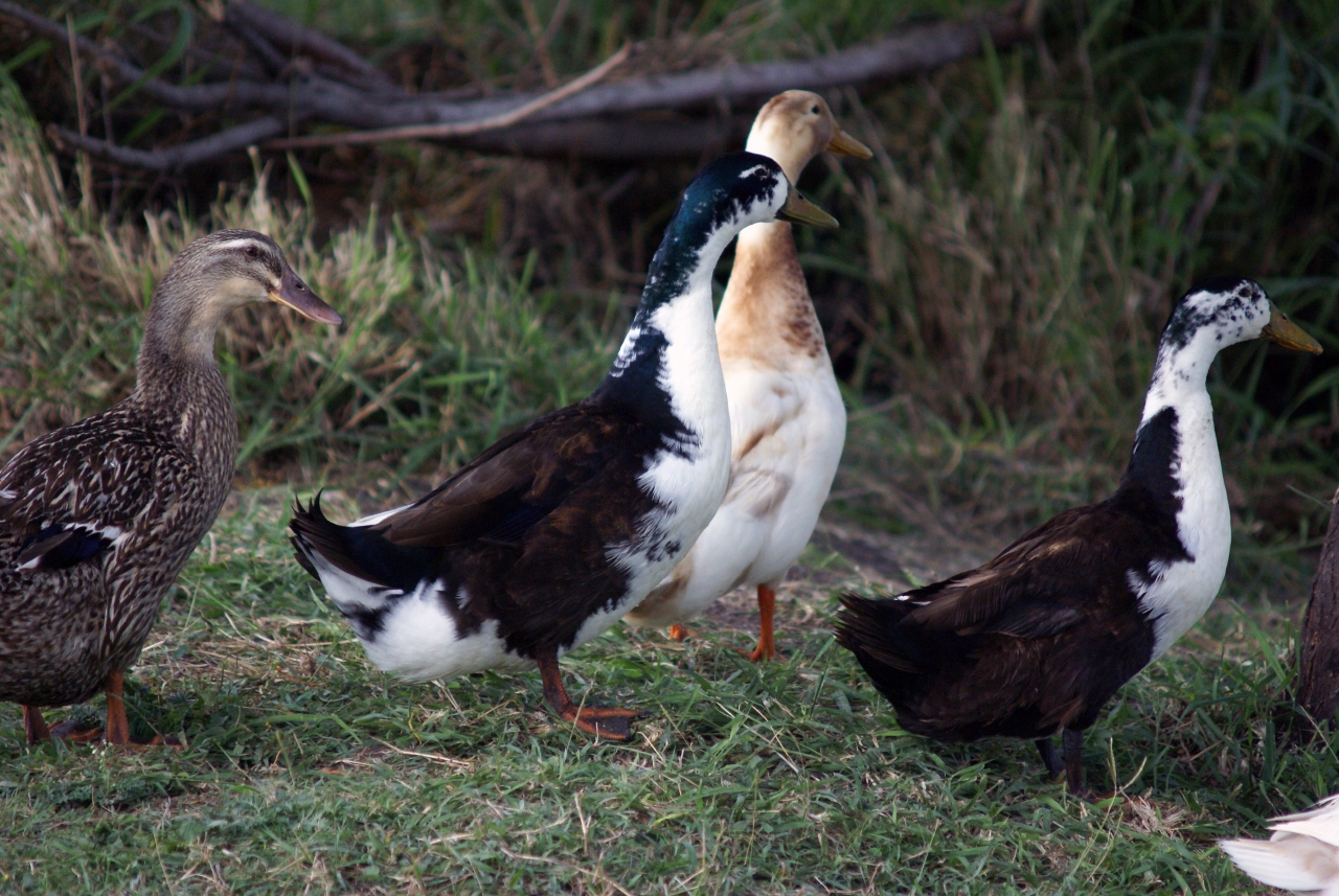 several ducks stand in the grass near each other