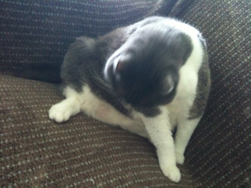 a black and white cat sitting on a couch with its head down