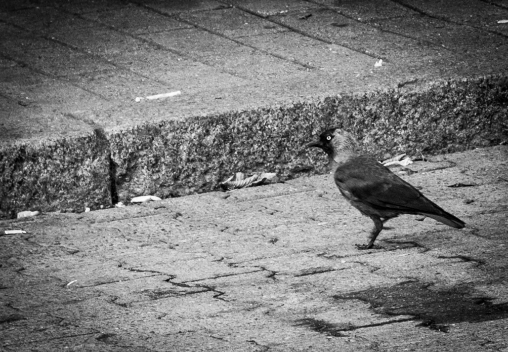 a small bird is standing by the edge of a brick wall