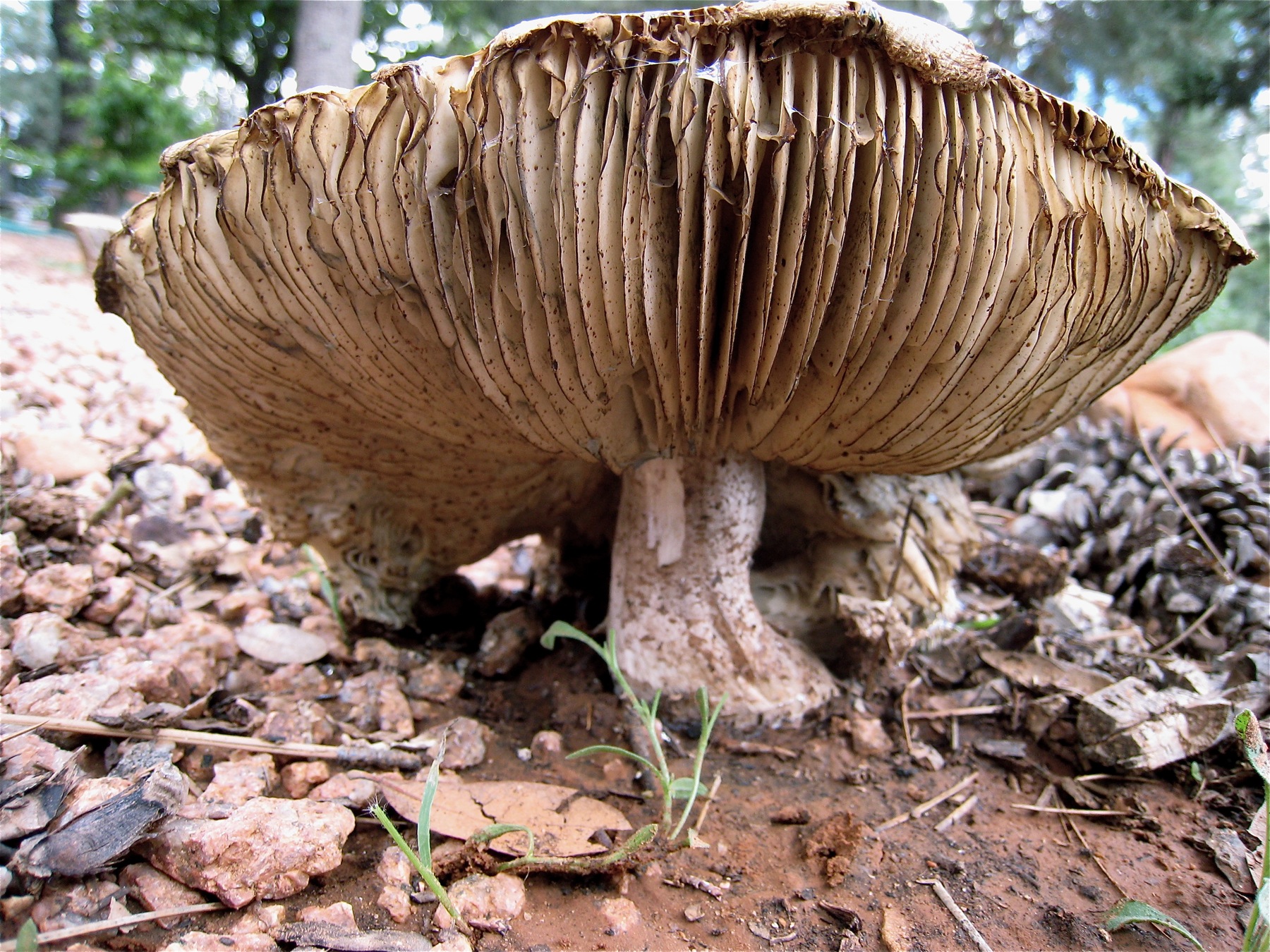 a large mushroom is growing on the ground