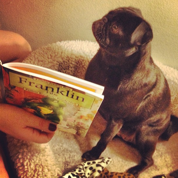 a small dog sitting on top of a bed holding an open book